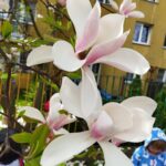 Kwiaty magnoli
