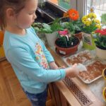 Dziecko podlewa rzeżuchę