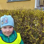 Dziecko pokazuje krzew forsycji